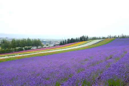 北海道富良野 多图：夏田花花——北海道美瑛富良野景点全指南