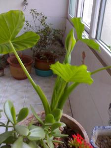 茎秆折断有白色汁液 千手观音有毒吗：根,茎中的白色汁液有毒