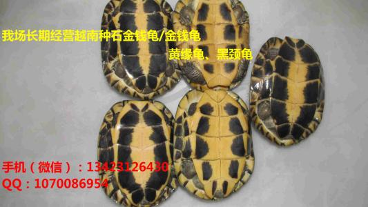 石金钱龟吃什么 石金钱龟吃什么最快大？