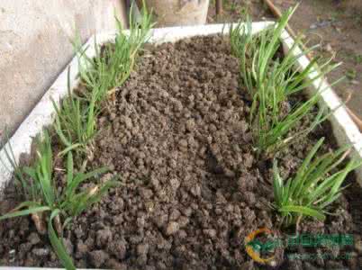 阳台韭菜的种植方法 阳台种菜怎么种植韭菜