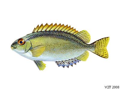 篮子鱼 篮子鱼 【篮子鱼】篮子鱼种类介绍