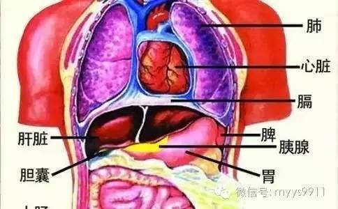 肝心脾肺肾五脏新解 心、肝、脾、肺、肾,最滋补五脏的前三名,为家人存下~