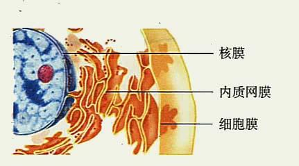 核膜的主要成分 核膜