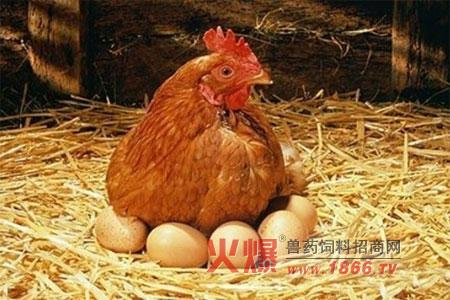 蛋鸡的饲养管理 炎热夏季蛋鸡巧管理
