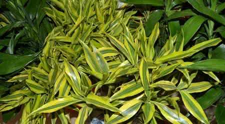 富贵竹叶子发黄怎么救 富贵竹叶子发黄怎么办