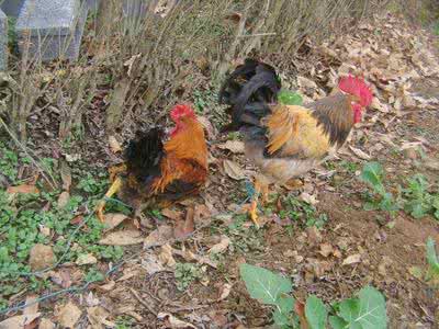 教育孩子的心灵鸡汤 散养的孩子和散养的鸡【教育