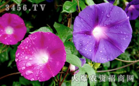 牵牛花什么时候开花 牵牛花开花时间 牵牛花的资料 牵牛花怎么养正常开花