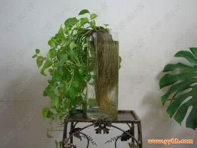 水培绿萝的养殖方法 绿萝的养殖方法,水培绿萝的方法