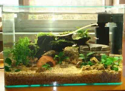 鱼缸水草底砂如何搭配 鱼缸底砂怎样搭配才更适合水草生长繁殖?