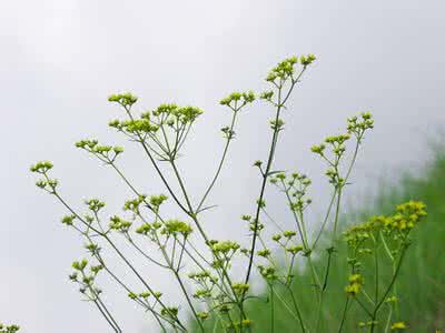 仙客来开花期注意事项 仙客来开花期注意事项 金盏花养殖注意事项 金盏花怎么养才开花