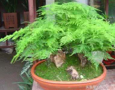 文竹黄叶怎么办 文竹黄叶 养好文竹，学会这五点就够了，不干尖不黄叶！