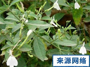 仙鹤草抗癌 见过仙鹤草，抗癌不容忽视