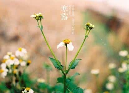 二十四节气的风俗 二十四节气寒露 二十四节气中的寒露有哪些风俗呢