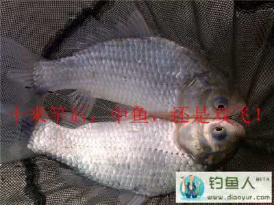 大板鲫 【日记】阳春三月  库钓板鲫