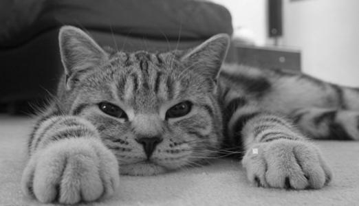 为什么大猫经常舔小猫 猫为什么爱舔自己