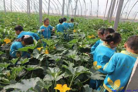 蔬菜大棚的建造与用材 建造蔬菜大棚所需材料 儿童所需蔬菜排行榜!你常给孩子吃的菜,入围了吗?
