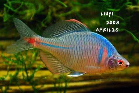 高体鳑鲏可长多大 高体鳑鲏