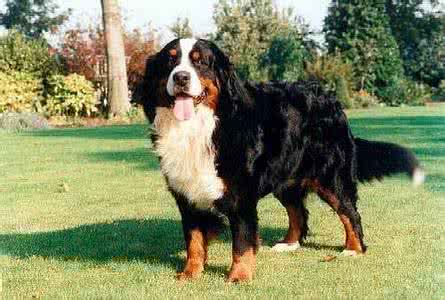伯恩山犬体味大吗 伯恩山犬缺点