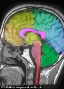 类似于最强大脑的节目 科学发现睡眠剥夺对大脑损伤类似于头部受重击