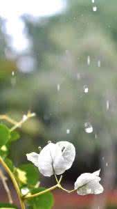 道是无情却有情 道是无情却有情 有情总似无情，尽在最美诗词