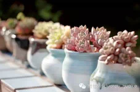多肉植物怎么浇水 关于解决多肉植物的浇水问题