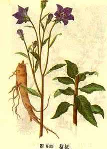 中草药图谱大全 pdf版 精选中草药图谱大全（六）