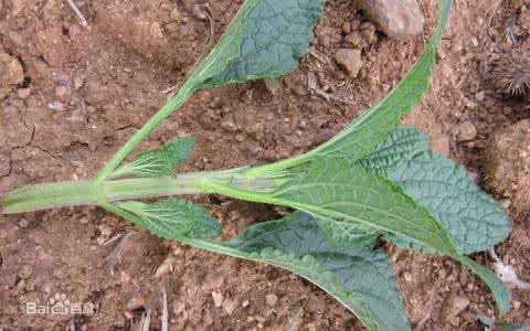 癞蛤蟆草的功效与作用 癞蛤蟆草的学问