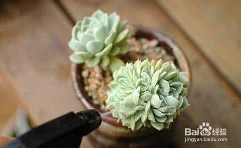 多肉植物介壳虫 多肉植物介壳虫如何处理？