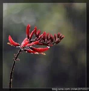 雨滴落在伞上溅起水花 雨濺花傘亂人眼