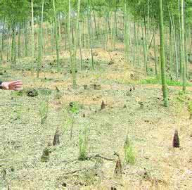 原创 我在竹林学习一个月的收获