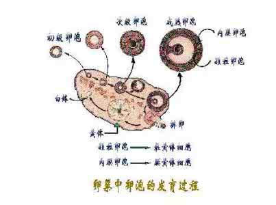 卵泡多大才算成熟 卵泡多大才算成熟?