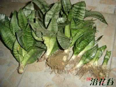 金边虎尾兰的繁殖方法 虎尾兰如何繁殖