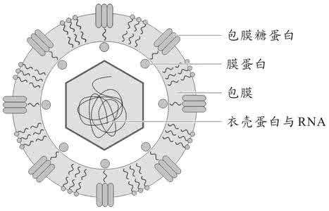 病毒没有什么结构 病毒结构 病毒不具有什么结构？