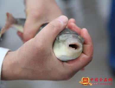 河豚禁食令有条件放开 河豚禁食令有条件放开 26年河豚禁食令放开，尝鲜时一定要远离这5大剧毒部位！