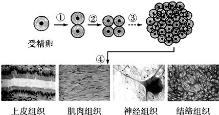 中考生物专项练习试题 动物体的结构层次