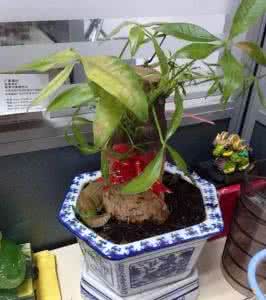 盆栽花卉养护方法 绝技 | 盆栽花卉养护“望”叶巧治病