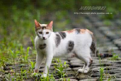 那些对猫狗（宠物）有毒的植物