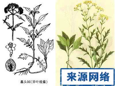 中药莪术的功效与作用 中药界的“水仙花”:莪术,用于肝癌的活血化瘀之症!