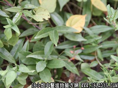 多肉植物断崖女王 牛大力 牛大力(中药材植物名:美丽崖豆藤)(植物科目:蝶形花科)