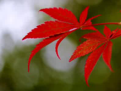 枫叶红了 枫 叶 红 了