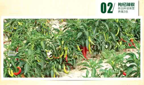 枸杞辣椒 枸杞的产地 辣椒的产地