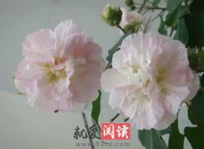 芙蓉花的花语是什么 芙蓉花图片 芙蓉花语是什么