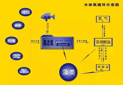 养鱼亚硝酸盐 正确对待 亚硝酸盐也养人