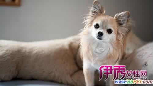 怎么避免狗狗得细小 避免狗狗吃饭时心里戒备