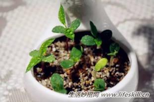 红薯切块后水培方法 红薯发芽切块种花盆里 把发芽土豆扔在花盆里，结果意想不到！