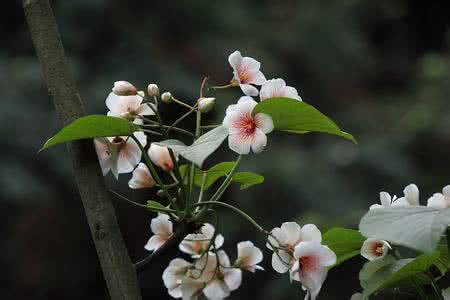 油桐树苗价格 油桐