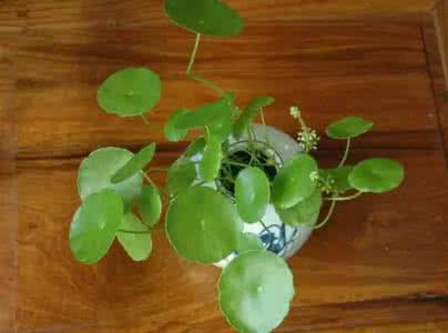 耐寒的观叶植物 观叶植物的培植与管理