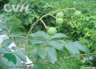 中药材砂仁 仁面 仁面树叶(中药材植物名:人面子)(植物科目:漆树科)