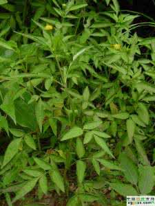 三叶鬼针草的功效 我用三叶鬼针草治疗高血压大显奇效