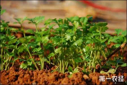 香菜的种植方法 香菜的种植方法 【香菜的种植方法】香菜怎么种